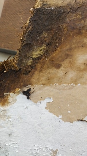 Bois altéré et fragilisé