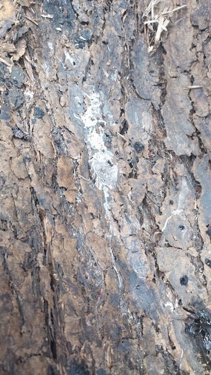 Présence de mérule sur le bois